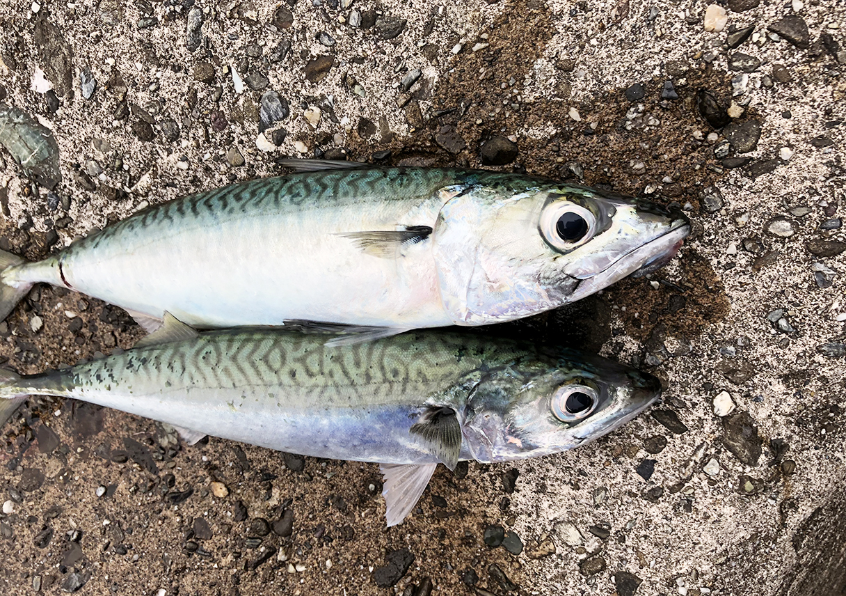 淡路島大サバ18は 各地で調子いいみたいです