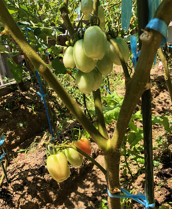 在来種のトマト