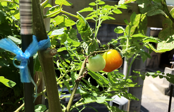 有機種子のトマト