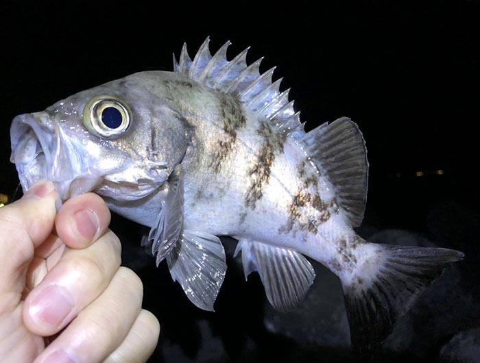 今夜の良型メバルはよく引いた 23cmアップの釣果は久しぶりでした