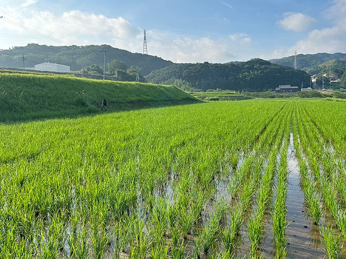 田んぼの草刈り