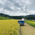 淡路島・鮎原米づくり2024｜今年は無肥料だったけど16体の豊作でした🌾😊